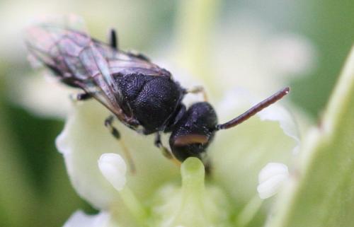 Hylaeus sp.